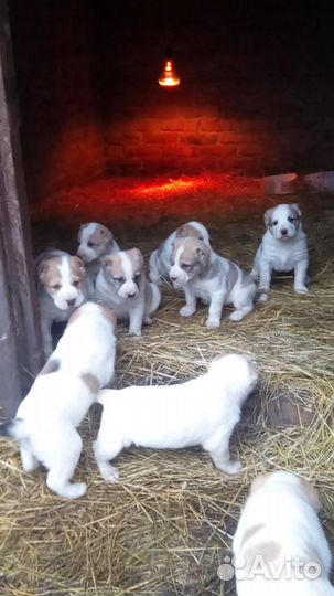 Среднеазиатская овчарка алабай щенки