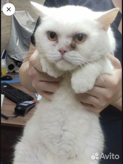Котик ищет дом
