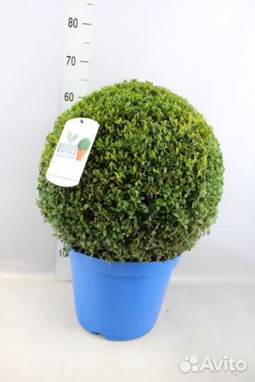 Самшит Н60 вечнозеленый