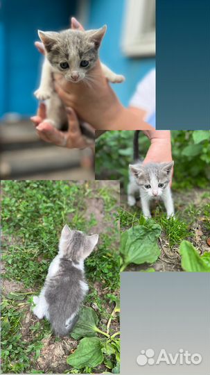 Прелестные котята в добрые руки