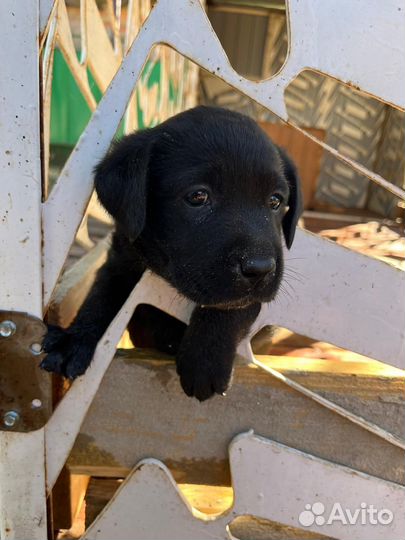 Щенки лабрадора