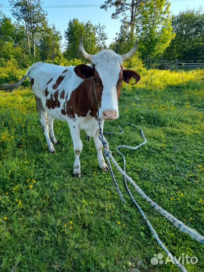 Корова (нетель)