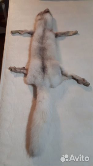 Шкурка песца