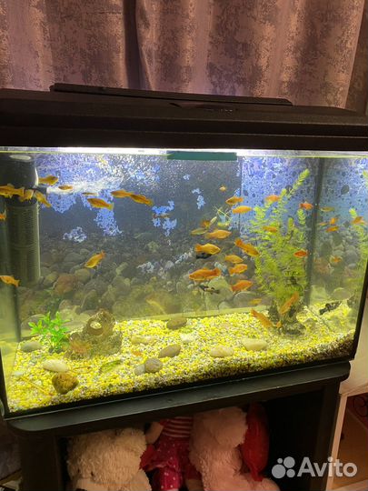 Аквариум с рыбками