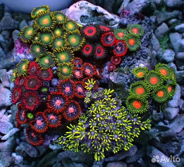 Продам кораллы для морского аквариума