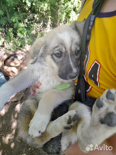 Девочки) отдам в добрые руки бесплатно