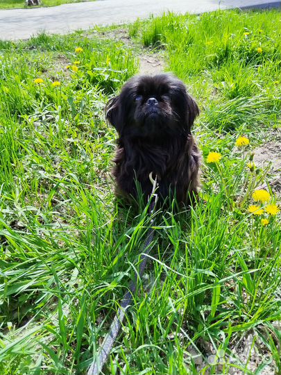 Щенки пекинеса