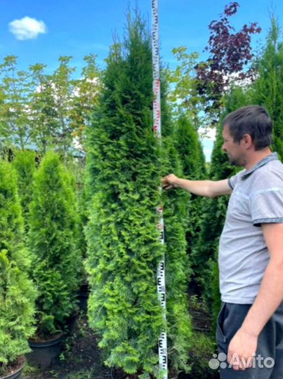 Живая изгородь