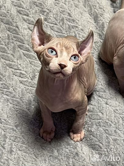 Канадский сфинкс эльф