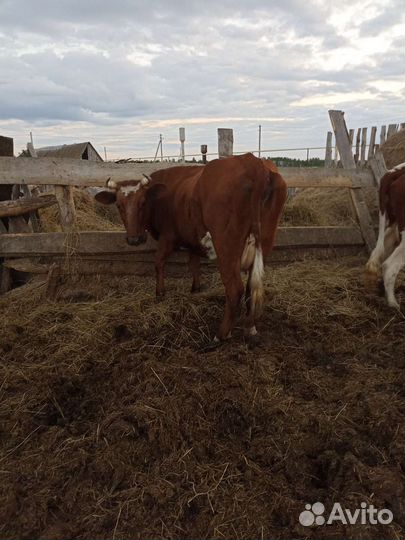 Продам корову