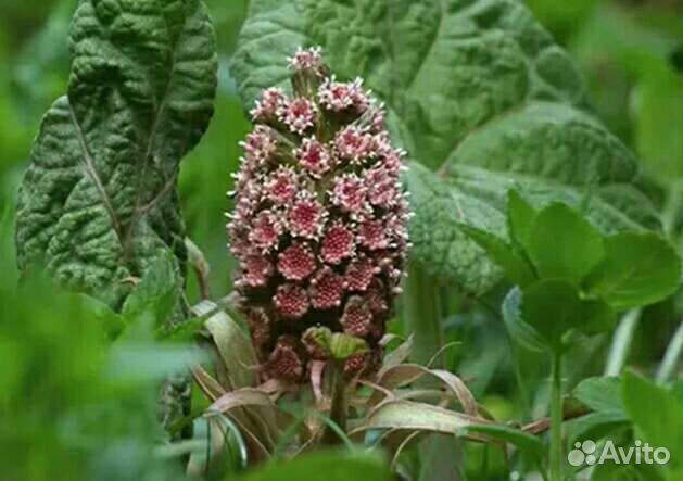 Саженцы,растения