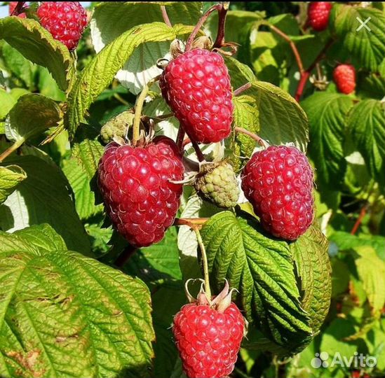 Малина саженцы