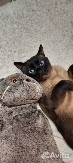 Красавчик Боцман