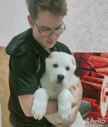 Щенки алабая