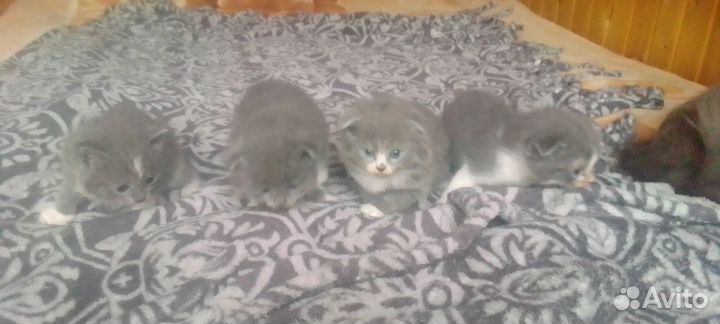 Котята в добрые руки бесплатно