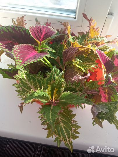 Черенки колеусов