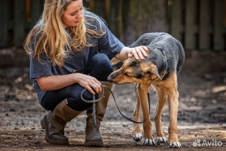 Собака мальчик