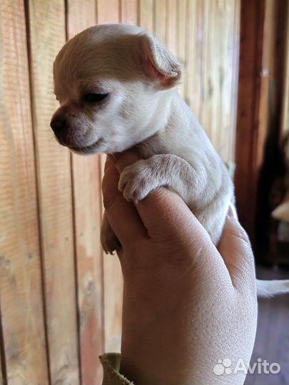 Девчуля чихуахуа