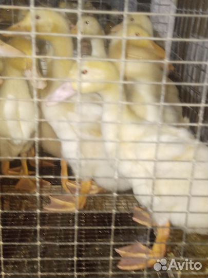 Утята стар 53