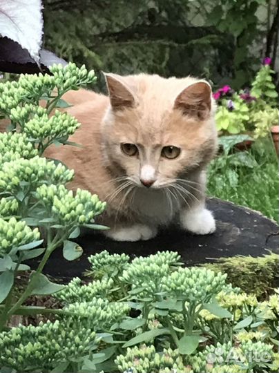 Кошка в дар