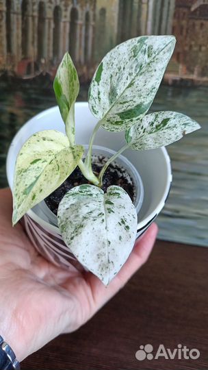 Эпипремнум. Сциндапсус. Филодендрон