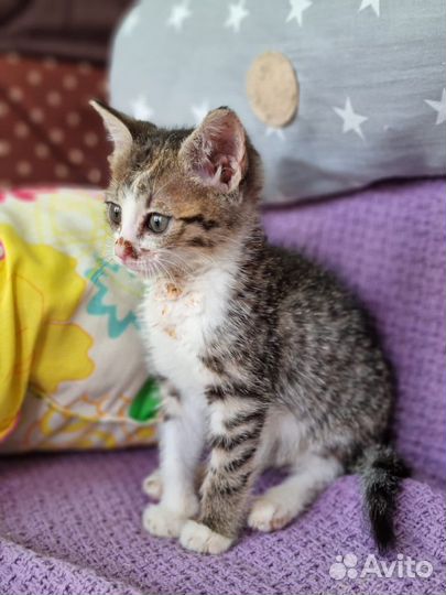 Пенке 2 мес и ей не повезло оказаться в приюте