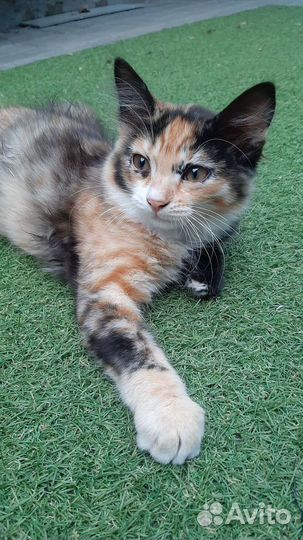 Кошки в добрые руки бесплатно