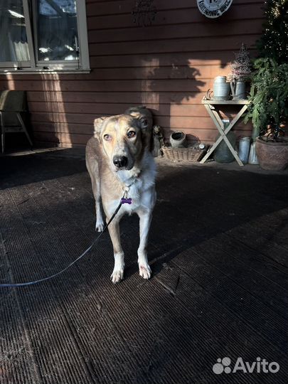 Собака девочка