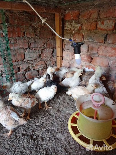 Цыплята подрощенные