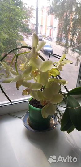 Орхидея фаленопсис