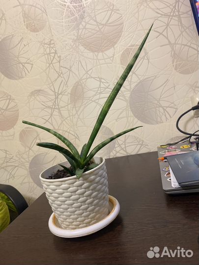 Сансевиерия Бонселенсис