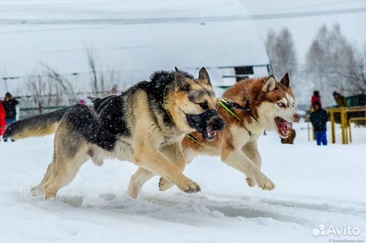 Вязка и Щенки вео