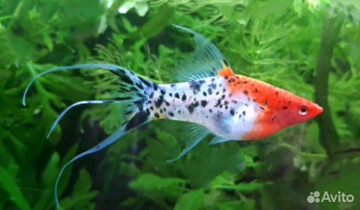 Меченосцы tricolor флаг, вилка, вуаль
