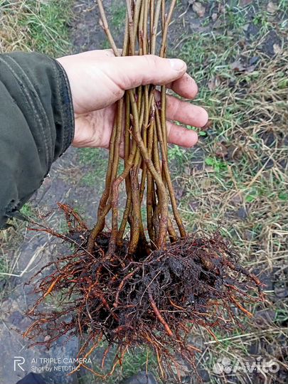 Курские саженцы (не южные)