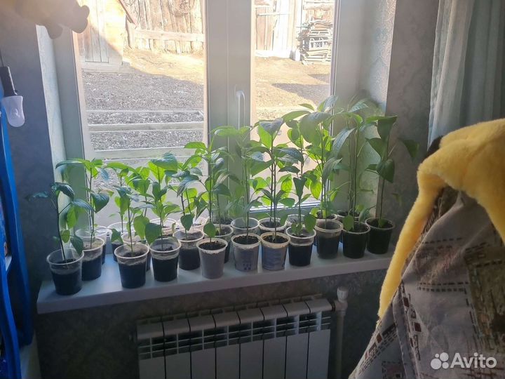 Рассада перца баклажан