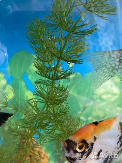 Аквариумные растения