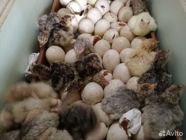 Продам суточных индюшат