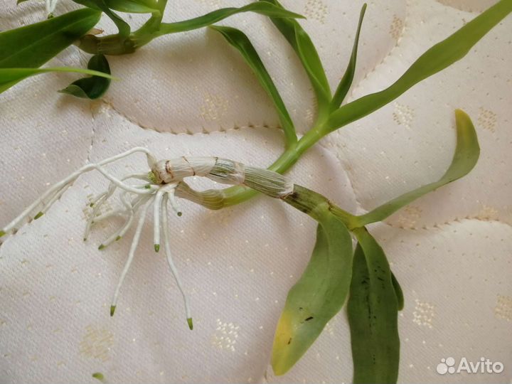 Дендробиум орхидея детки