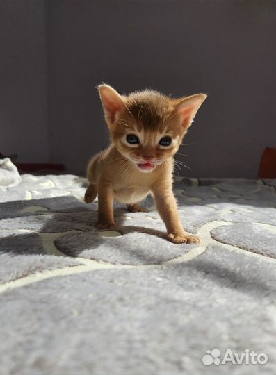 Абиссинские котята