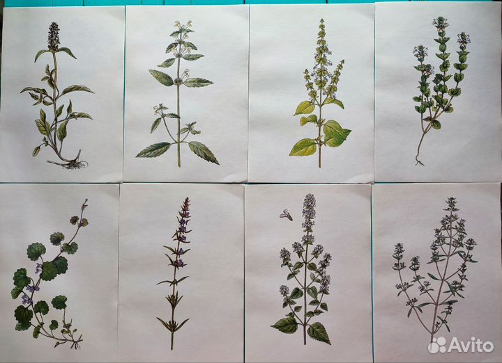 Ботаническиие иллюстрации атлас растений