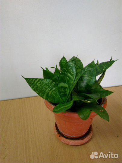 Комнатные цветы