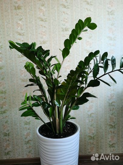 Замиокулькас