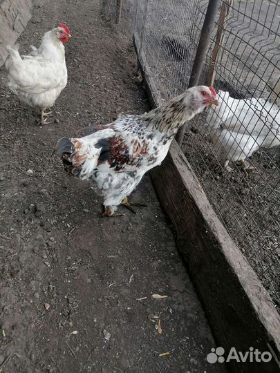 Молодые петухи
