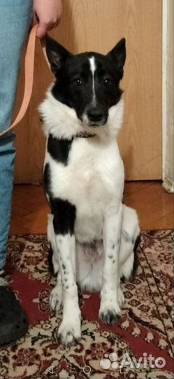 Метис лайки