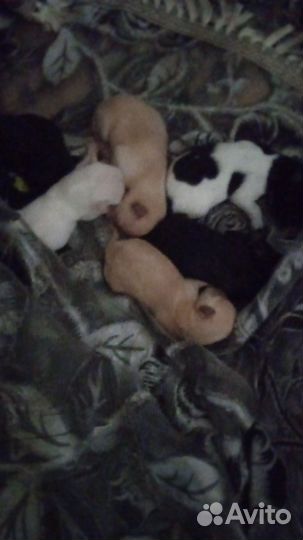 Щенки