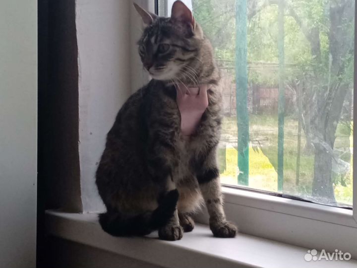 Кошка Дусенька