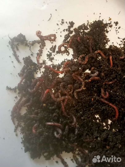 Продается червь дендробена