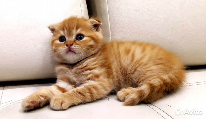 Красавчик скотиш фолд ищет невесту для вязки