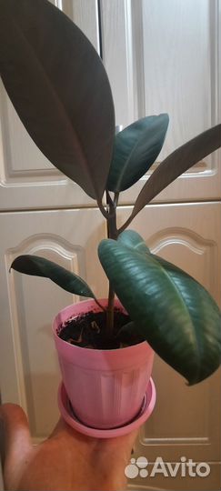 Фикус каучуконосный