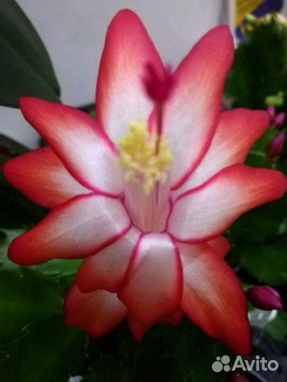 Шлюмбергера (декабрист) 8 сортов